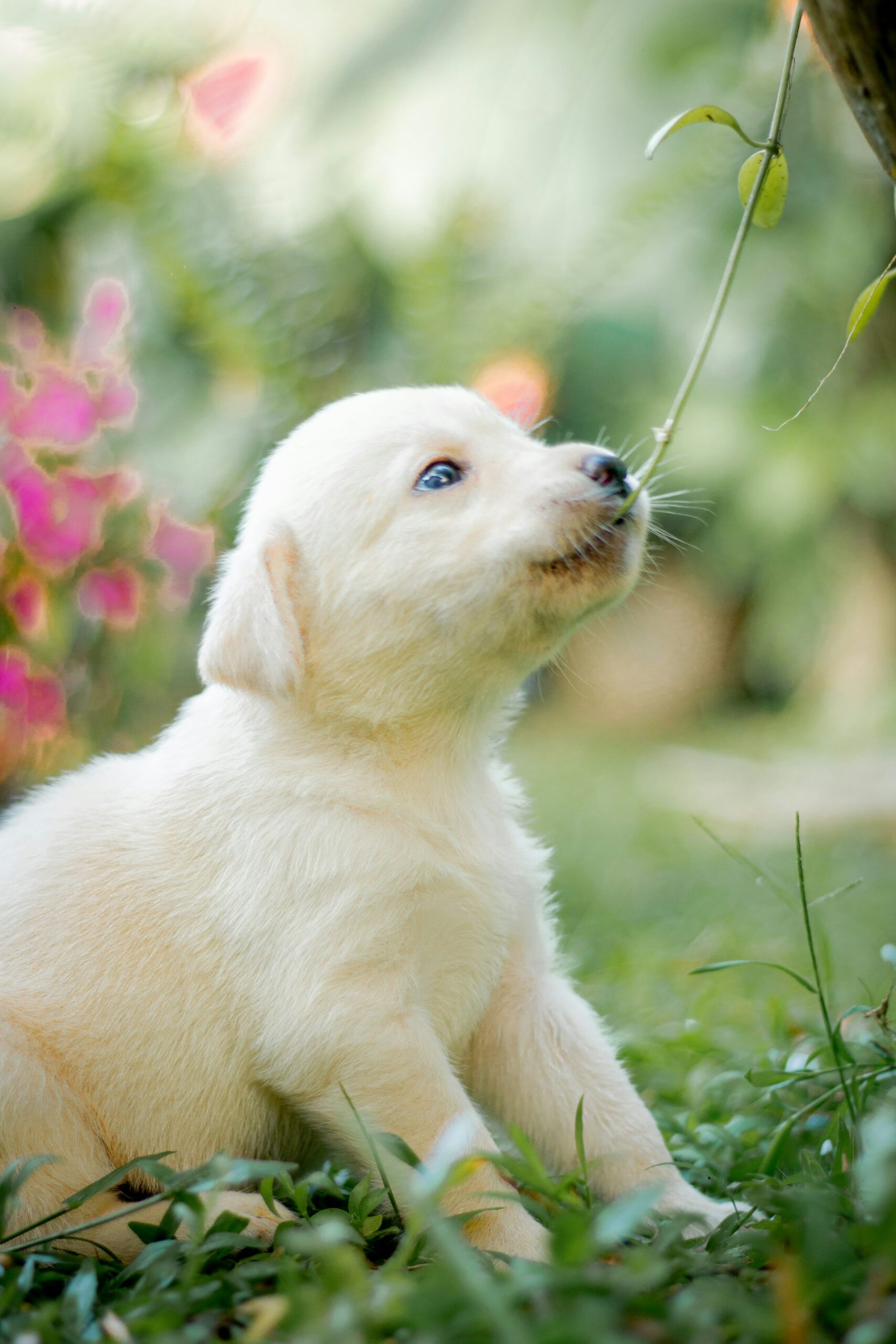 Cream-colored Labrador Retriever puppy sitting on green grass and sniffing a hanging vine, with soft pink flowers and a blurred garden background.