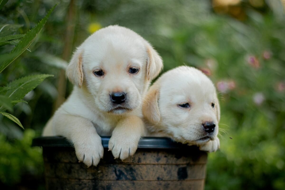 Two cream-colored Labrador Retriever puppies sitting together in a rustic flower pot, surrounded by soft green foliage and flowers, with one puppy looking at the camera and the other resting its head on the edge of the pot.