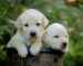 Two cream-colored Labrador Retriever puppies sitting together in a rustic flower pot, surrounded by soft green foliage and flowers, with one puppy looking at the camera and the other resting its head on the edge of the pot.