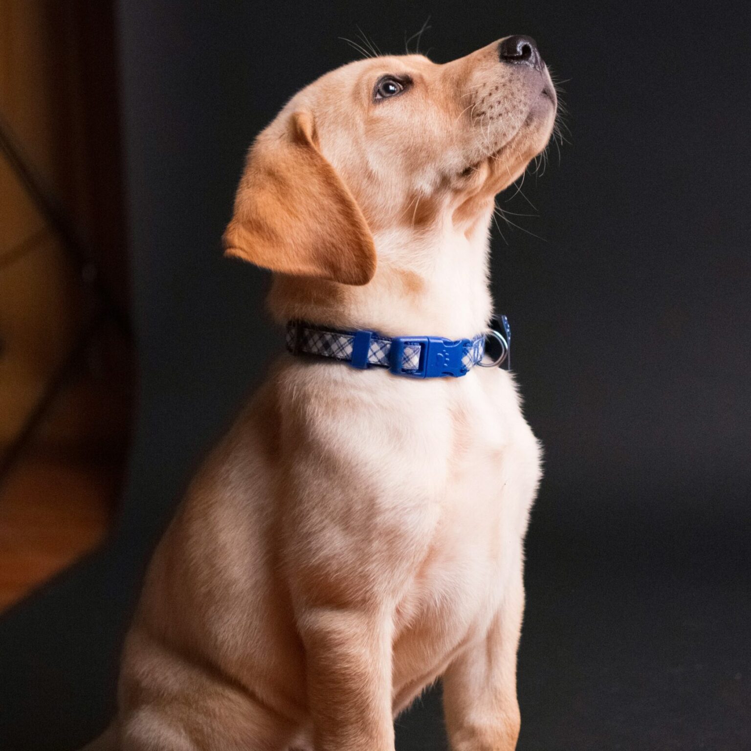 Yellow Labrador Retriever puppy wearing a blue collar, sitting against a dark studio background and looking upward with an alert, curious expression.