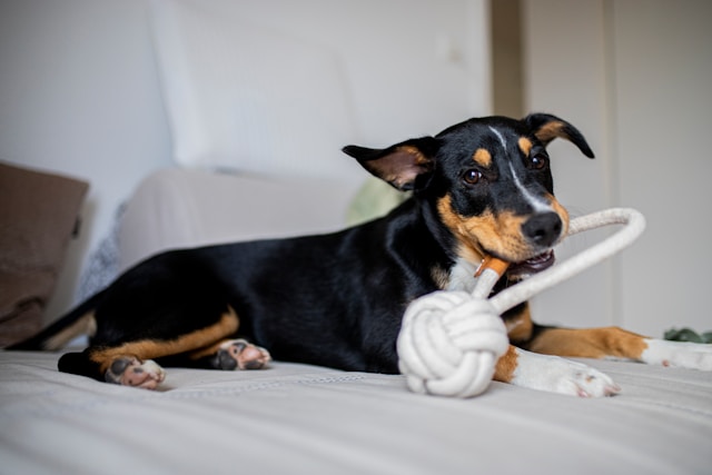 Black and tan dog lying on a bed, chewing a white rope toy