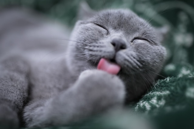 Gray cat lying on side with tongue out, appearing relaxed and sleepy.