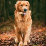 Durable Coffee Wood Chew Stick for Dogs - Natural Anxiety Relief & Teeth Cleaning Pet Toy - Image 5