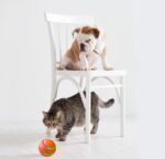 Smart Self Rotating Cat Ball Toy USB Rechargeable Interactive Cat Toy - Image 5
