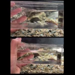 Transparent Fish Viewing Box Mini Rectangle Desktop Goldfish Bowl - Image 4